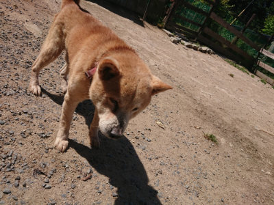 f:id:roukenhome-ann:20190524171956j:plain
