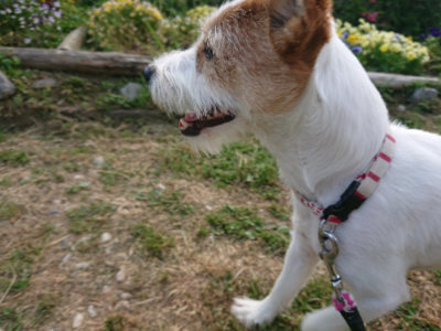f:id:roukenhome-ann:20190525174537j:plain