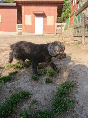 f:id:roukenhome-ann:20190526180411j:plain