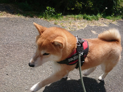 f:id:roukenhome-ann:20190527142144j:plain