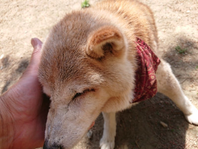f:id:roukenhome-ann:20190527142201j:plain