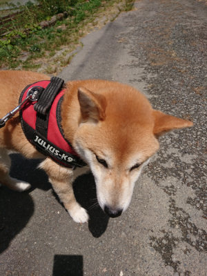 f:id:roukenhome-ann:20190527142538j:plain