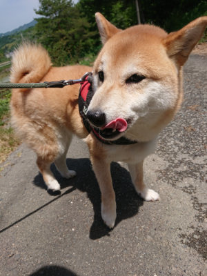 f:id:roukenhome-ann:20190527142609j:plain
