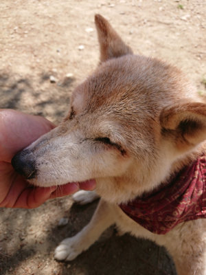 f:id:roukenhome-ann:20190527142715j:plain