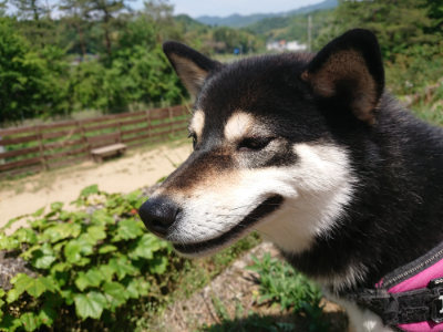 f:id:roukenhome-ann:20190527142719j:plain