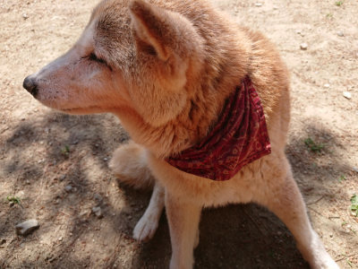 f:id:roukenhome-ann:20190527142733j:plain