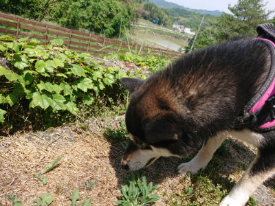 f:id:roukenhome-ann:20190527142744j:plain