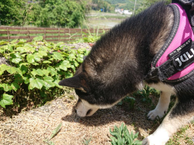 f:id:roukenhome-ann:20190527142754j:plain