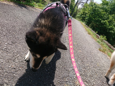 f:id:roukenhome-ann:20190527142932j:plain