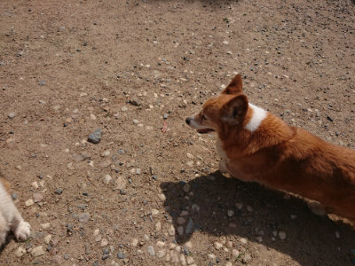f:id:roukenhome-ann:20190527142938j:plain