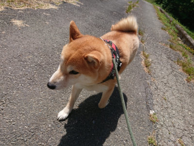 f:id:roukenhome-ann:20190527143004j:plain