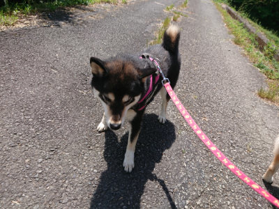 f:id:roukenhome-ann:20190527143049j:plain