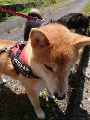 f:id:roukenhome-ann:20190527143105j:plain