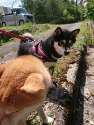 f:id:roukenhome-ann:20190527143123j:plain