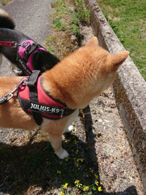 f:id:roukenhome-ann:20190527143156j:plain