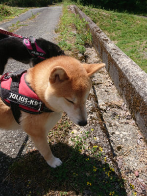f:id:roukenhome-ann:20190527143220j:plain