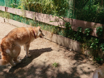 f:id:roukenhome-ann:20190527143242j:plain