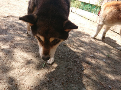 f:id:roukenhome-ann:20190527143303j:plain