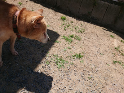 f:id:roukenhome-ann:20190527143543j:plain
