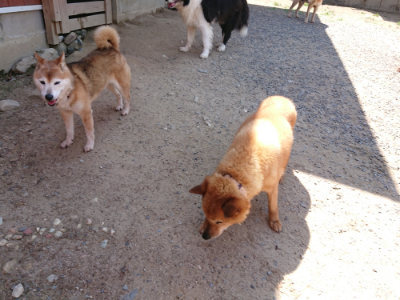 f:id:roukenhome-ann:20190527143857j:plain