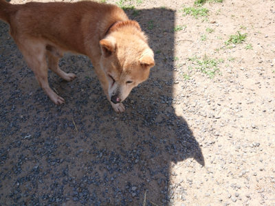 f:id:roukenhome-ann:20190527144029j:plain