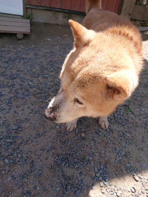 f:id:roukenhome-ann:20190527144154j:plain