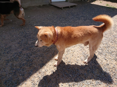 f:id:roukenhome-ann:20190527144425j:plain
