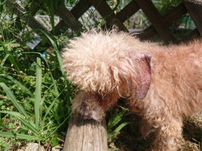 f:id:roukenhome-ann:20190527144440j:plain