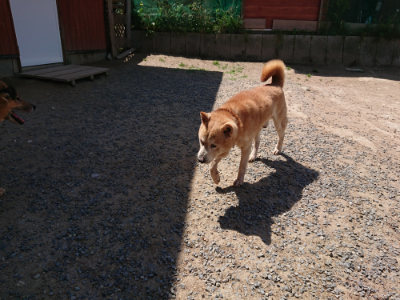 f:id:roukenhome-ann:20190527144527j:plain