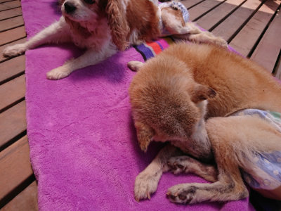 f:id:roukenhome-ann:20190527144649j:plain