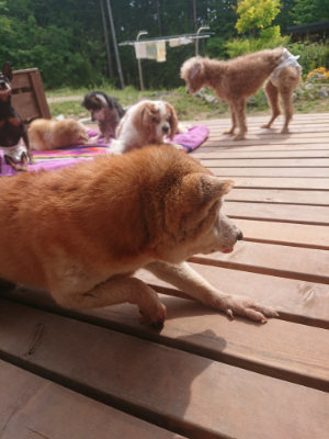f:id:roukenhome-ann:20190527153608j:plain