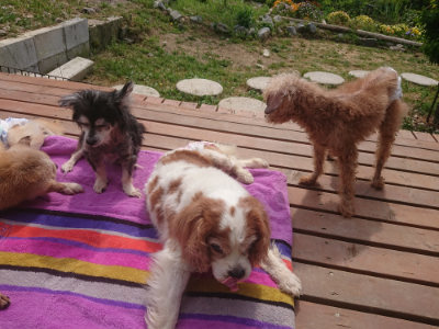 f:id:roukenhome-ann:20190527153850j:plain