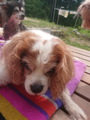 f:id:roukenhome-ann:20190527173231j:plain