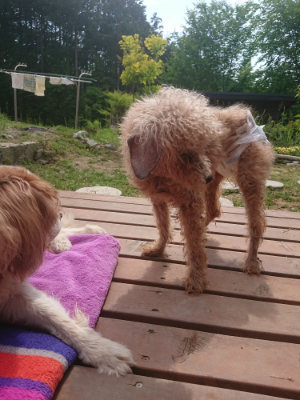 f:id:roukenhome-ann:20190527173310j:plain