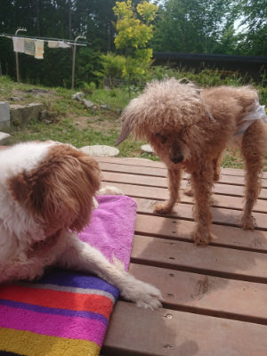 f:id:roukenhome-ann:20190527173340j:plain