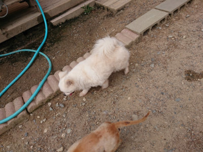 f:id:roukenhome-ann:20190527184045j:plain