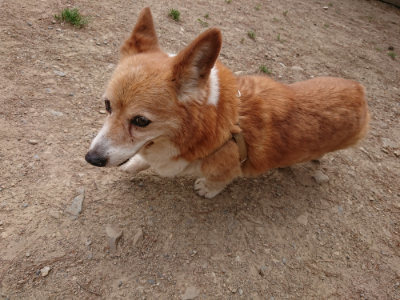 f:id:roukenhome-ann:20190527184502j:plain