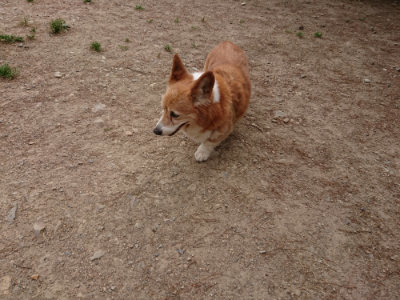 f:id:roukenhome-ann:20190527184539j:plain