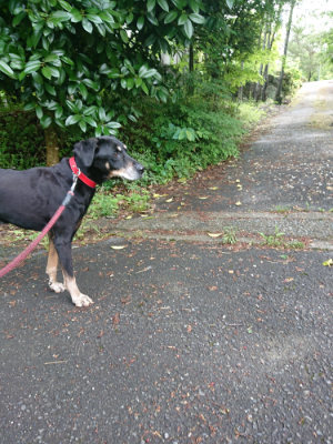 f:id:roukenhome-ann:20190529125127j:plain