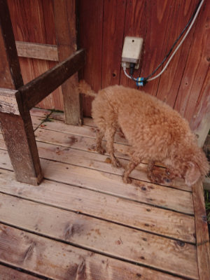 f:id:roukenhome-ann:20190529144510j:plain