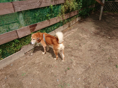 f:id:roukenhome-ann:20190529144908j:plain