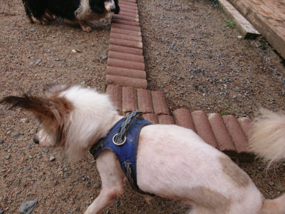 f:id:roukenhome-ann:20190529145059j:plain