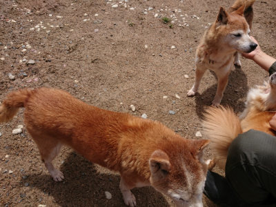 f:id:roukenhome-ann:20190529145107j:plain