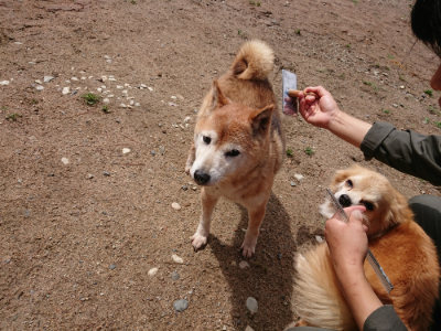 f:id:roukenhome-ann:20190529145306j:plain