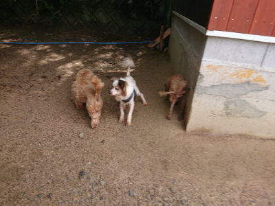 f:id:roukenhome-ann:20190529145613j:plain