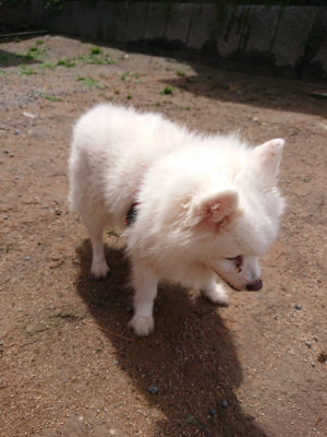 f:id:roukenhome-ann:20190529145627j:plain