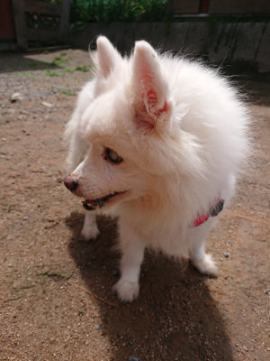 f:id:roukenhome-ann:20190529145654j:plain