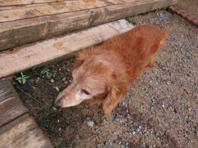 f:id:roukenhome-ann:20190529145736j:plain
