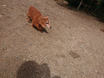 f:id:roukenhome-ann:20190529145937j:plain