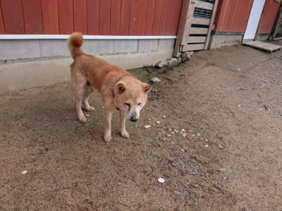 f:id:roukenhome-ann:20190529150520j:plain